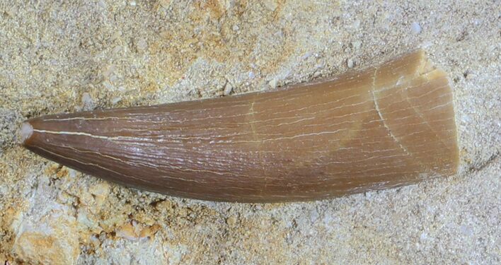 Fossil Plesiosaur (Zarafasaura) Tooth In Rock #61114